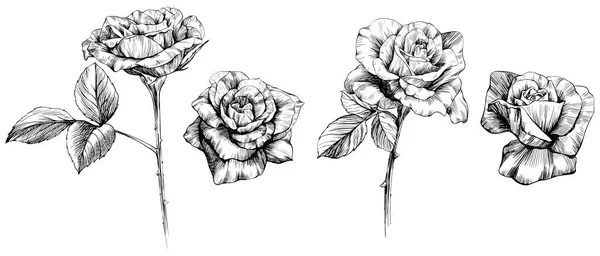 バラの花のスケッチは白で隔離されます 手描きセットコレクション — ストックベクタ