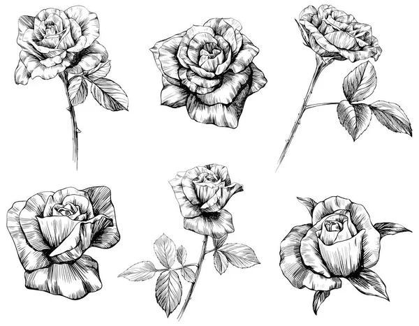 Τριαντάφυλλο Λουλούδια Σκίτσο Απομονώσει Λευκό Συλλογή Χειροποίητων Σετ — Διανυσματικό Αρχείο
