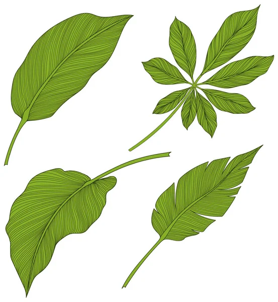 Lämnar Isolerat Vitt Tropiska Blad Handritad Grön Illustration — Stock vektor