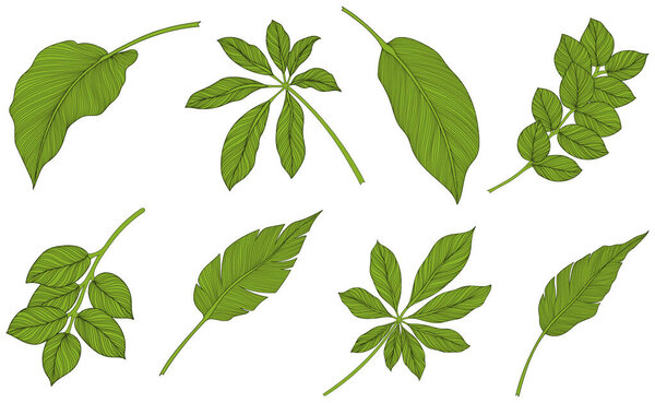 Leaves isolated on white. Tropical leaves. Hand drawn green illustration.