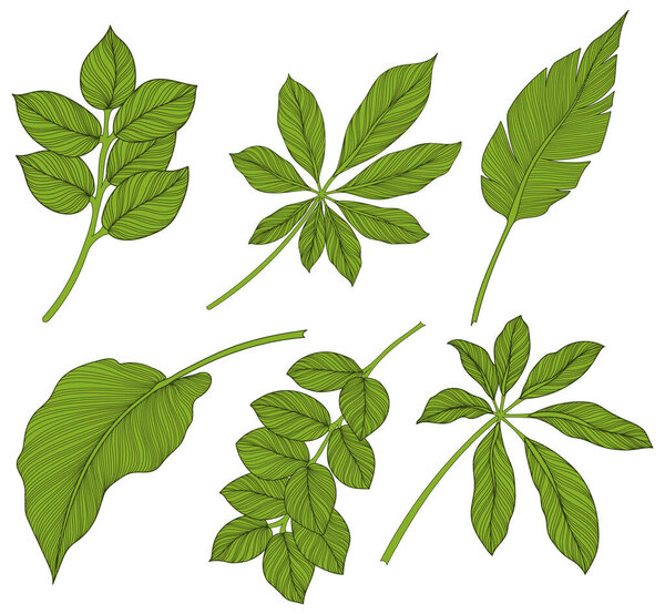 Leaves isolated on white. Tropical leaves. Hand drawn green illustration.