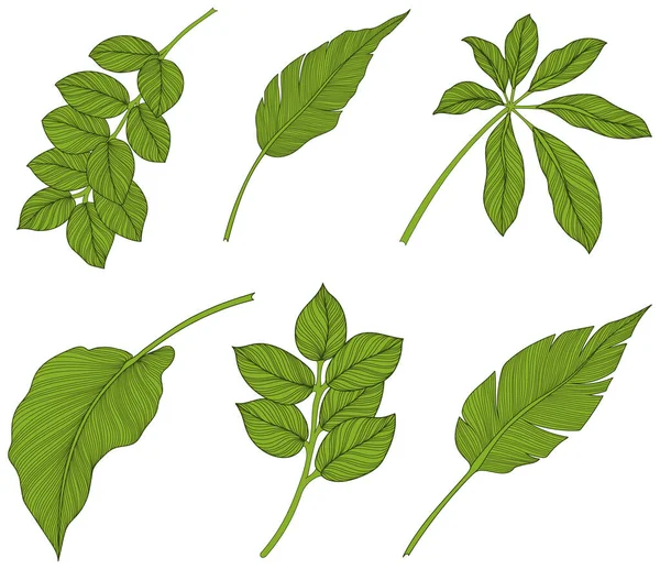 Feuilles Isolées Sur Blanc Feuilles Tropicales Illustration Verte Dessinée Main — Image vectorielle