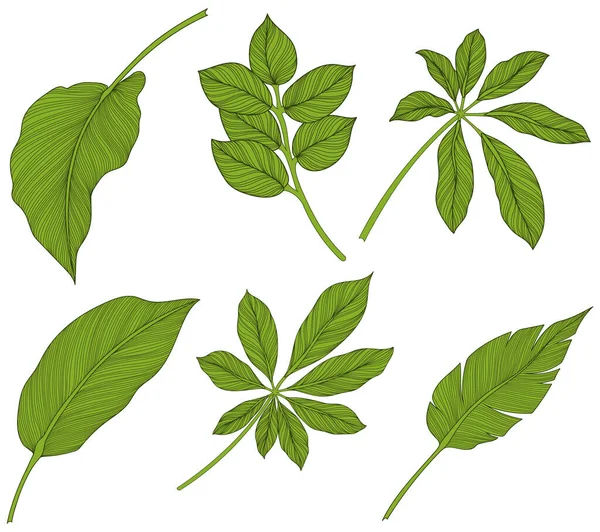 Листья Изолированы Белом Тропические Листья Зеленая Иллюстрация — стоковый вектор