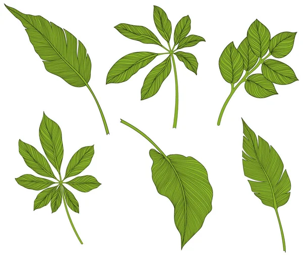 Feuilles Isolées Sur Blanc Feuilles Tropicales Illustration Verte Dessinée Main — Image vectorielle