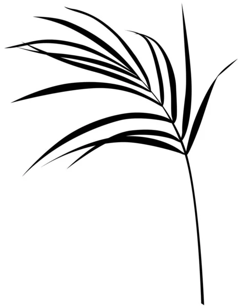 Feuille Tropicale Isolée Sur Blanc Illustration Végétale Silhouette — Image vectorielle