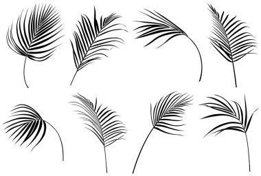 Soyut siluet beyaz koleksiyona izole edilmiş. Tropikal yapraklar hazır. El çizimi klasik illüstrasyon.