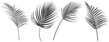 Soyut siluet beyaz koleksiyona izole edilmiş. Tropikal yapraklar hazır. El çizimi klasik illüstrasyon.