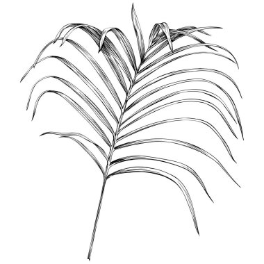 Beyazın üzerinde tropikal yaprak. El çizimi klasik illüstrasyon.