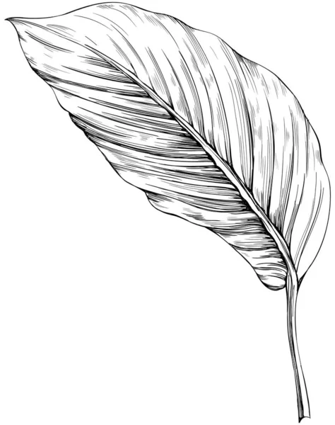 熱帯の葉は白で孤立します 手描きヴィンテージイラスト — ストックベクタ
