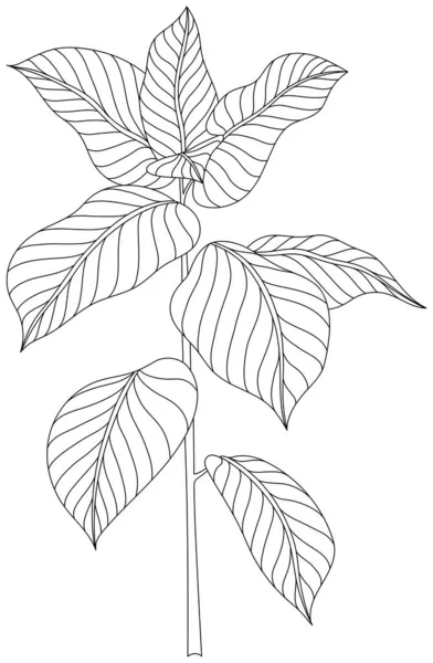 잎으로 분리되어 추상적 삽화를 — 스톡 벡터