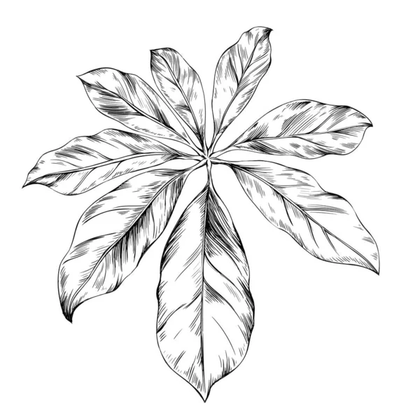 熱帯の葉は白で孤立します 手描きヴィンテージイラスト — ストックベクタ