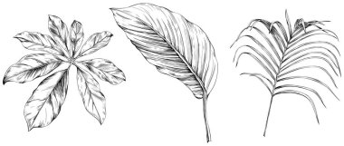 Beyaz koleksiyondaki izole edilmiş yapraklar. Tropikal yapraklar hazır. El çizimi klasik illüstrasyon.