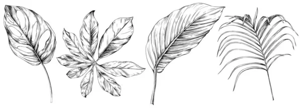 Листья Изолированы Белой Коллекции Тропические Листья Готовы Ручной Рисунок — стоковый вектор