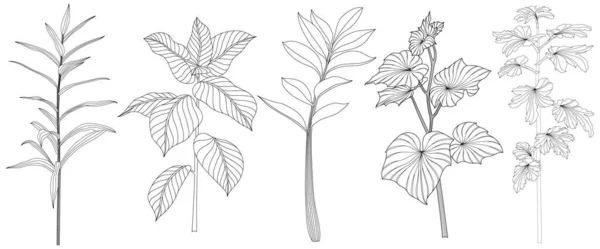 Bladeren Geïsoleerd Witte Collectie Tropische Bladeren Ingesteld Handgetekende Abstracte Illustratie — Stockvector