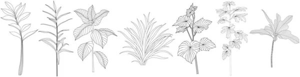 Lämnar Isolerad Vit Samling Tropiska Blad Inställda Handritad Abstrakt Illustration — Stock vektor