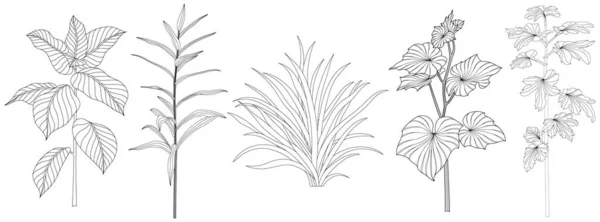 Folhas Isoladas Coleção Branca Conjunto Folhas Tropicais Ilustração Abstrata Desenhada —  Vetores de Stock