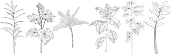 Foglie Isolate Raccolta Bianca Foglie Tropicali Pronte Illustrazione Astratta Disegnata — Vettoriale Stock