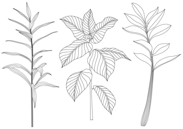 Beyaz Koleksiyondaki Izole Edilmiş Yapraklar Tropikal Yapraklar Hazır Çizimi Soyut — Stok Vektör