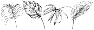 Beyaz koleksiyondaki izole edilmiş yapraklar. Tropikal yapraklar hazır. El çizimi klasik illüstrasyon.