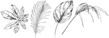 Beyaz koleksiyondaki izole edilmiş yapraklar. Tropikal yapraklar hazır. El çizimi klasik illüstrasyon.