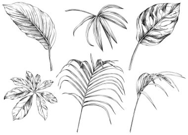 Beyaz koleksiyondaki izole edilmiş yapraklar. Tropikal yapraklar hazır. El çizimi klasik illüstrasyon.