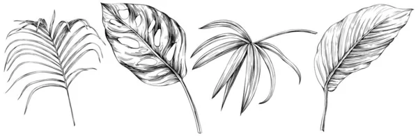 葉は白い集合に孤立します 熱帯の葉がセット 手描きヴィンテージイラスト — ストックベクタ