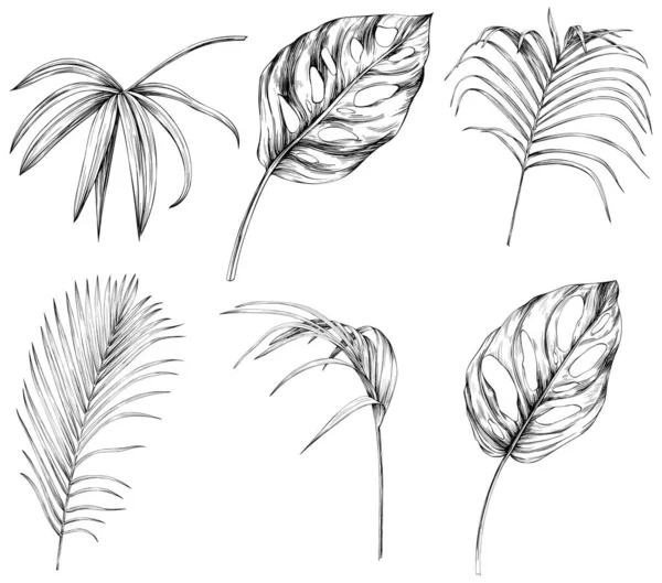 Folhas Isoladas Coleção Branca Conjunto Folhas Tropicais Desenho Mão Ilustração — Vetor de Stock