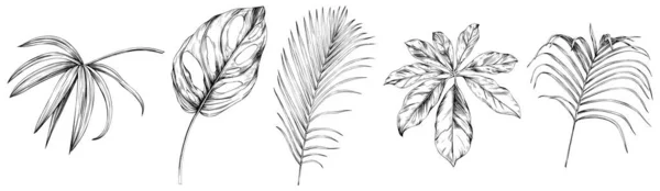 在白色的集合上被隔离的叶子 热带落叶 手绘古董画 — 图库矢量图片