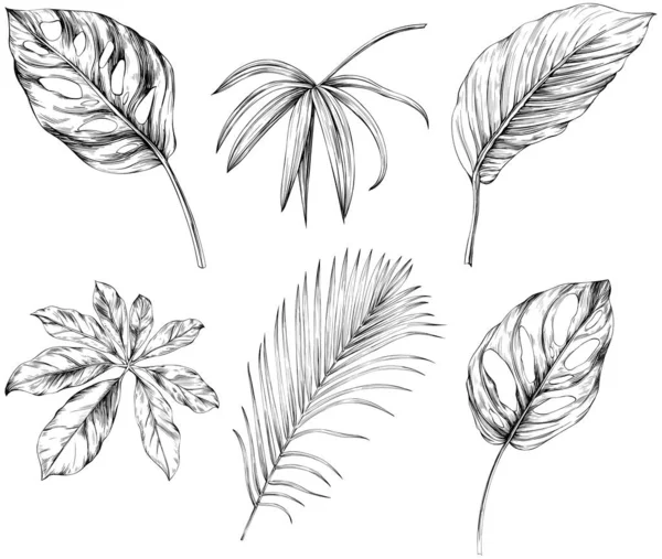 葉は白い集合に孤立します 熱帯の葉がセット 手描きヴィンテージイラスト — ストックベクタ