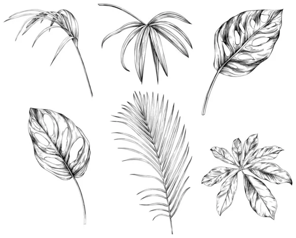 Leaves Isolated White Collection Tropical Leaves Set Hand Drawn Vintage — Stock Vector