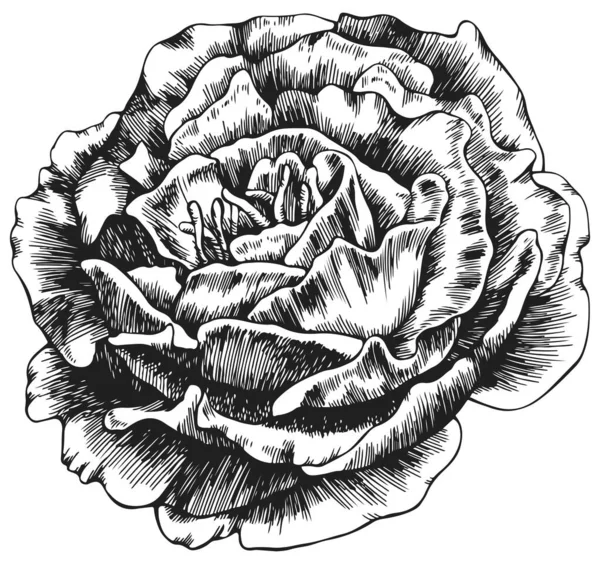 Fleur Rose Isolée Sur Blanc Illustration Vintage Dessinée Main — Image vectorielle