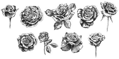 Gül çiçekleri ve yapraklar. Ayrı çizilmiş el çizimi.