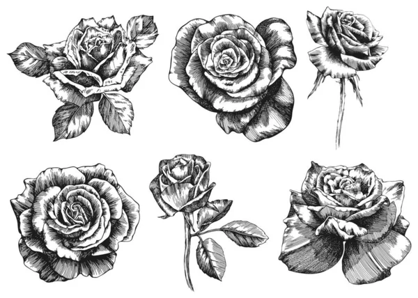 Λουλούδια Και Φύλλα Τριαντάφυλλου Μεμονωμένο Σετ Ζωγραφισμένο Στο Χέρι — Διανυσματικό Αρχείο