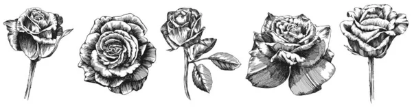Fiori Foglie Rosa Set Isolato Disegnato Mano — Vettoriale Stock