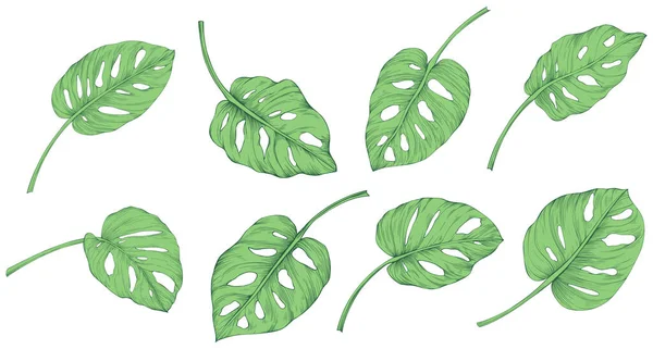 Folhas Isoladas Coleção Branca Conjunto Folhas Verdes Tropicais Desenho Mão — Vetor de Stock