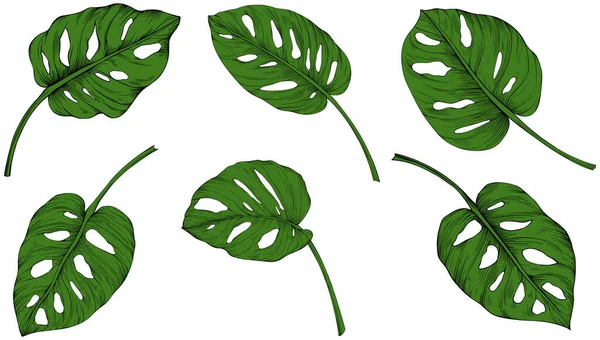 Blätter Isoliert Auf Der Weißen Sammlung Tropisch Grüne Blätter Gesetzt — Stockvektor