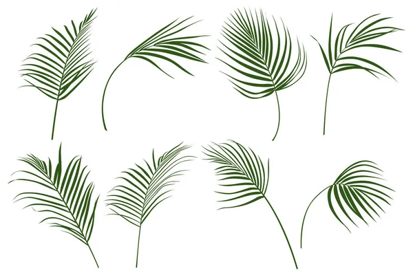 Green Leaves Isolated White Collection Tropical Leaves Set Hand Drawn — Stock Vector