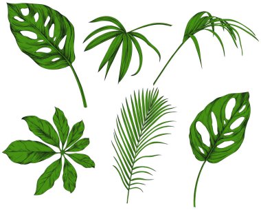  Beyazlar üzerinde yalıtılmış bırakır. Tropik yapraklar. El çizimi yeşil illüstrasyon.