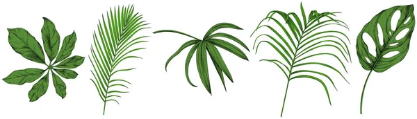 Folhas Isoladas Branco Folhas Tropicais Ilustração Verde Desenhada Mão —  Vetores de Stock