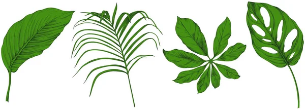 Hojas Aisladas Blanco Hojas Tropicales Ilustración Verde Dibujada Mano — Vector de stock