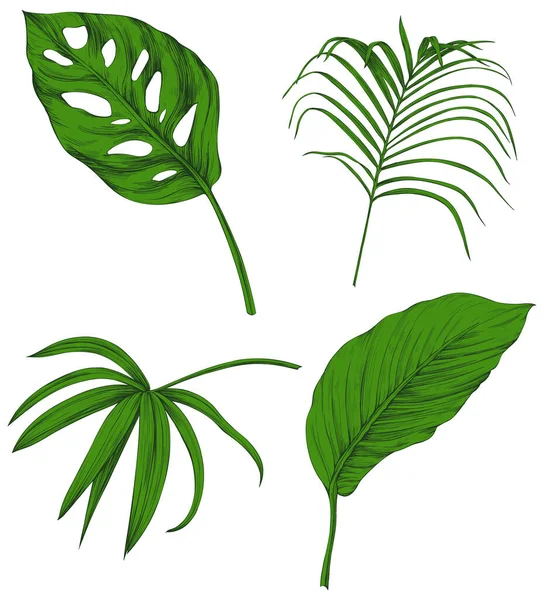 Листья Изолированы Белом Тропические Листья Зеленая Иллюстрация — стоковый вектор
