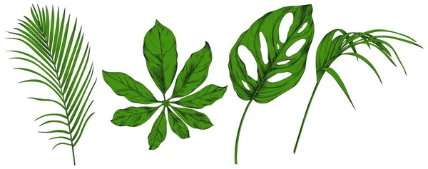 Φύλλα Απομονώνονται Στο Λευκό Τροπικά Φύλλα Χειροποίητη Πράσινη Απεικόνιση — Διανυσματικό Αρχείο