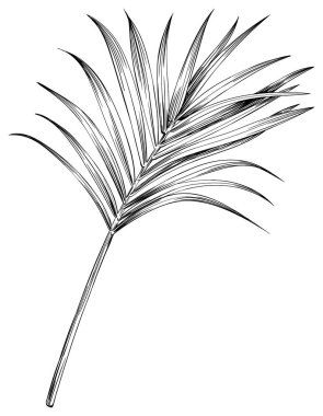 Tropik palmiye yaprağı. Siyah beyaz işlemeli mürekkep sanatı. Beyaz arkaplanda izole edilmiş yaprak illüstrasyon ögesi.