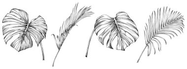 Beyaz koleksiyondaki izole edilmiş yapraklar. Tropikal yapraklar hazır. El çizimi klasik illüstrasyon.