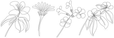 Çiçekler beyaz illüstrasyon koleksiyonunda izole edilmiş. Arka plan için kır çiçekleri. Soyut botanik sanatı. Basit minimalist sanat seti. Devamlı çizgi çizim seti.