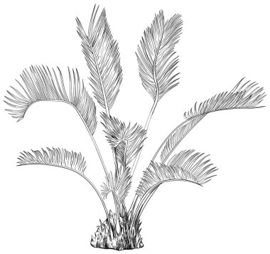 Tropikal bir bitki tasviri. El çizimi botanik çizimi beyaza izole edildi.