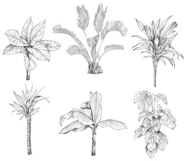 El çizimi tropikal palmiye ağaçları koleksiyonu, beyaz arkaplanda izole edilmiş vektör çizimi.