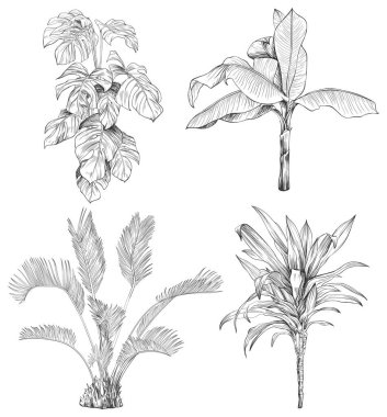 El çizimi tropikal palmiye ağaçları koleksiyonu, beyaz arkaplanda izole edilmiş vektör çizimi.