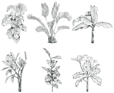 El çizimi tropikal palmiye ağaçları ve bitkilerin koleksiyonu beyaz arkaplanda izole edilmiş vektör çizimi.