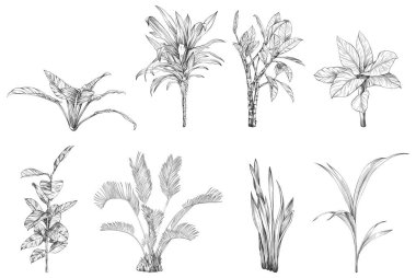 El çizimi tropikal palmiye ağaçları ve bitkilerin koleksiyonu beyaz arkaplanda izole edilmiş vektör çizimi.